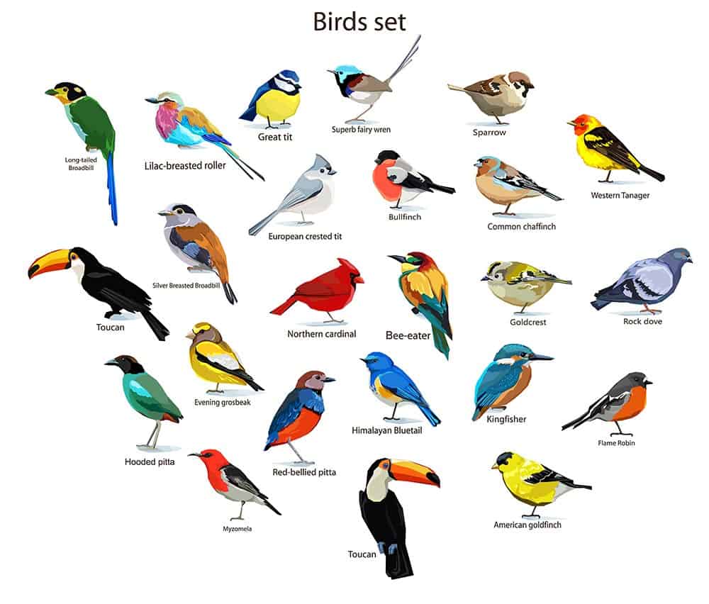 Birds